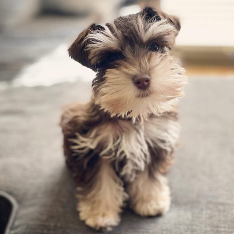JAX