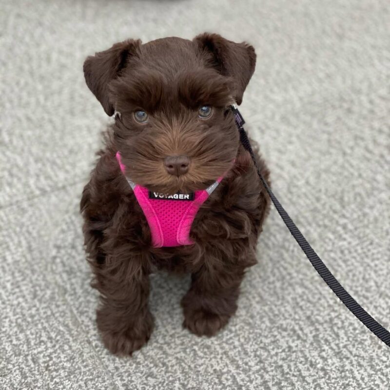 LULU